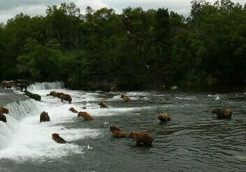 1920px-Lots_and_lots_of_bears_at_Brooks_Falls_(cropped)